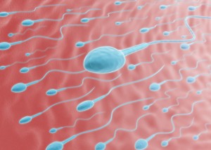Sperm