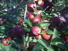 Apple-Tree1-400x300.jpg
