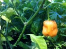 Habanero-on-stem3-400x298.jpg