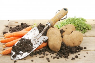 root vegetables