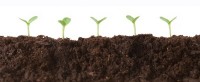 plants growing seeds