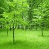 trees