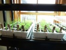 seeds-400x300.jpg