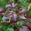 herbsqu