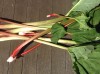 Rhubarb stems