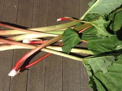 Rhubarb stems