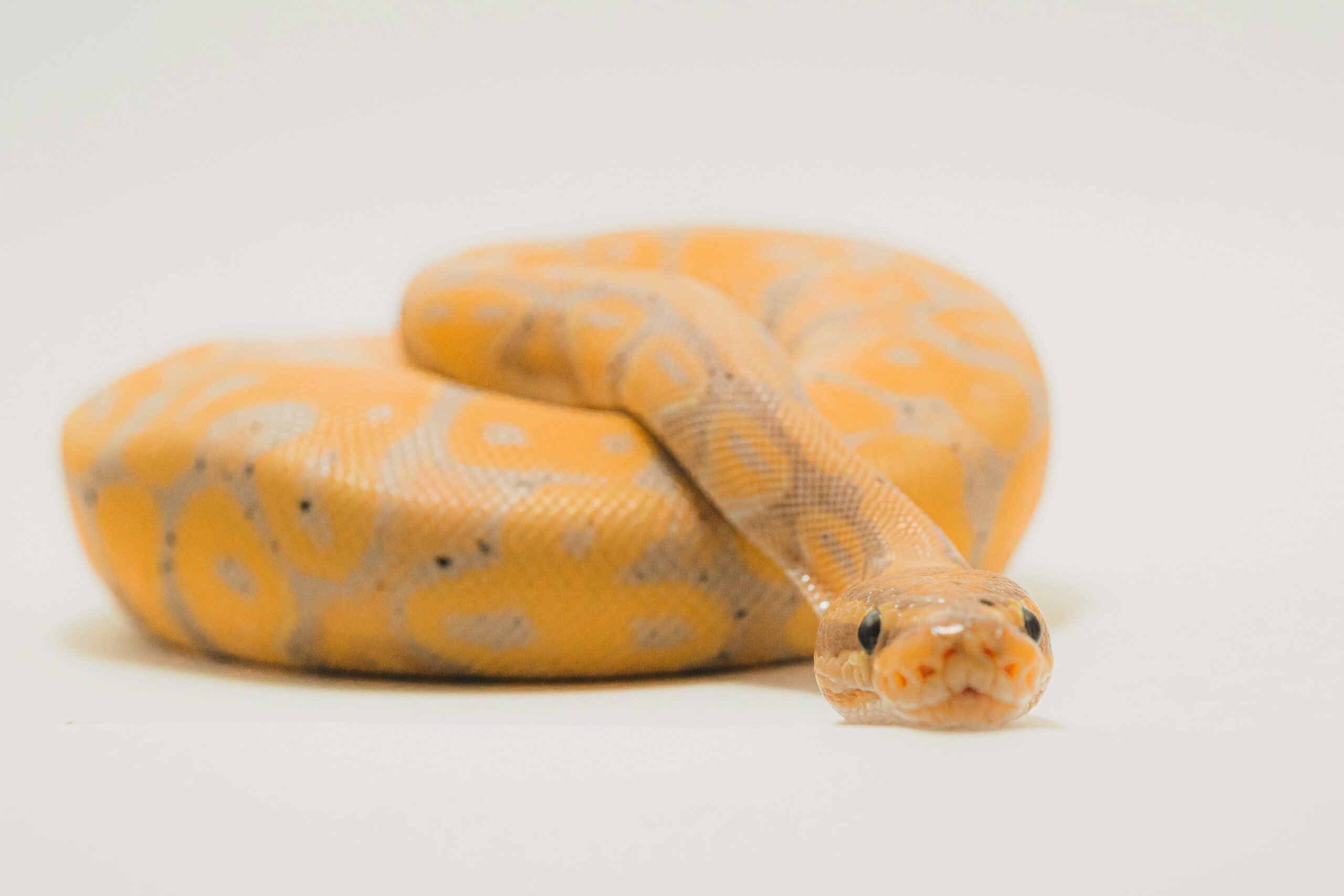 a yellow ball python rests in a coil formation against a white background